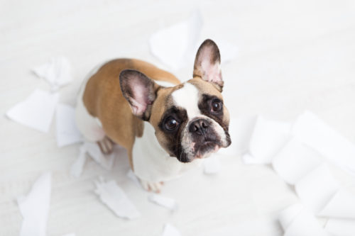 成犬でもしつけは可能!? よくある「トイレの失敗」原因と対策を解説