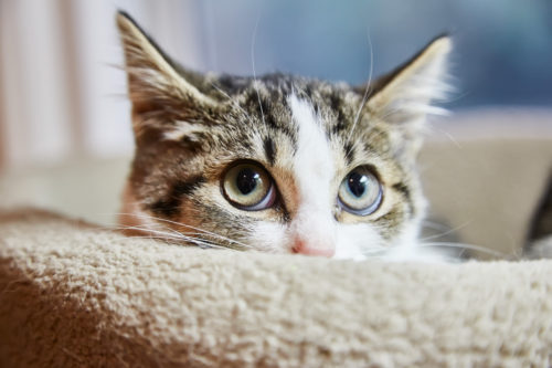 愛猫家がリアルに思う!「猫を飼っていてよかったと思う瞬間」5選