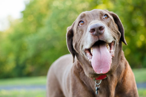 これだけはやっちゃダメ!昔の常識は通用しない「犬の間違った飼い方」3つ