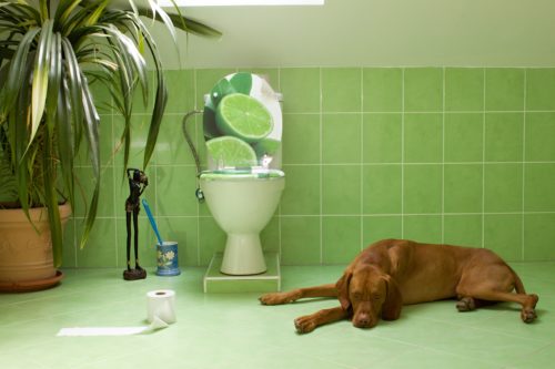 成犬でもしつけは可能!? よくある「トイレの失敗」原因と対策を解説