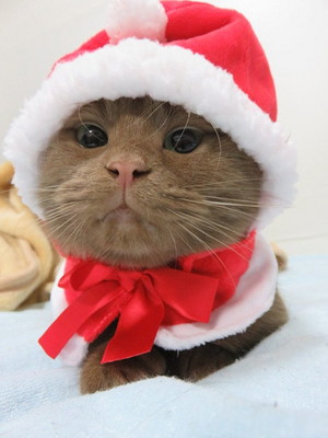 愛猫と心に残るクリスマスを過ごそう!「おすすめ仮装&楽しみ方」大公開