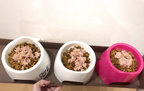本当に安心なものが知りたい!愛猫に食べさせたい「おすすめの猫缶」4選