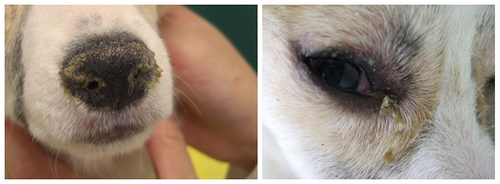 原因はひとつじゃない!? 犬の「くしゃみ」基礎知識&疑うべき病気