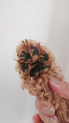 スマホアプリで簡単に作れる!愛犬の「肉球スタンプ」が可愛いオリジナル年賀状