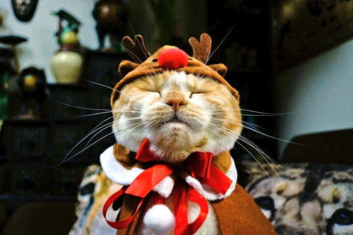 愛猫と心に残るクリスマスを過ごそう!「おすすめ仮装&楽しみ方」大公開