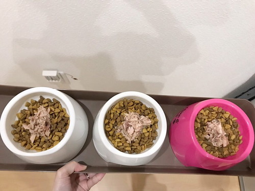 本当に安心なものが知りたい!愛猫に食べさせたい「おすすめの猫缶」4選