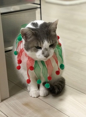 愛猫と心に残るクリスマスを過ごそう!「おすすめ仮装&楽しみ方」大公開