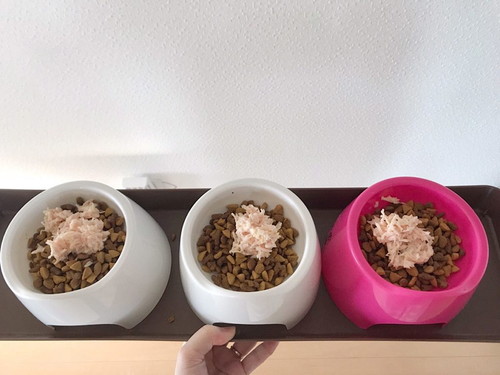 本当に安心なものが知りたい!愛猫に食べさせたい「おすすめの猫缶」4選