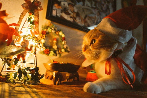 愛猫と心に残るクリスマスを過ごそう!「おすすめ仮装&楽しみ方」大公開