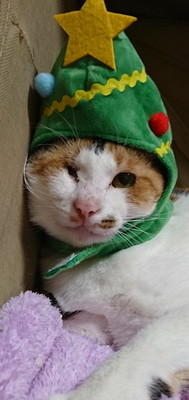 愛猫と心に残るクリスマスを過ごそう!「おすすめ仮装&楽しみ方」大公開