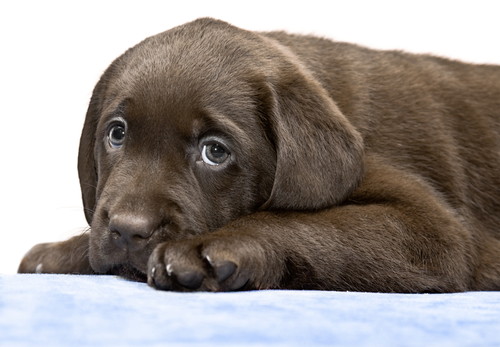犬の「おしり歩き」が気になる!その理由と考えられる疾患について