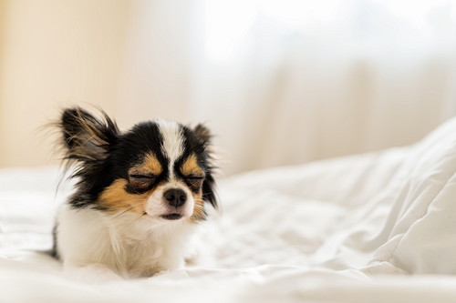 楽しい思い出をたくさん作ろう!「子どもと犬」一緒に仲良く暮らす方法
