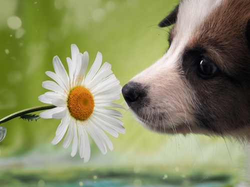 原因はひとつじゃない!? 犬の「くしゃみ」基礎知識&疑うべき病気