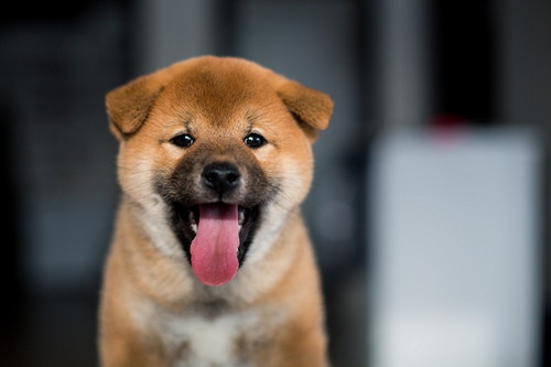 犬の「おしり歩き」が気になる!その理由と考えられる疾患について