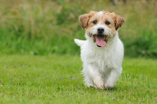 犬の「生理」いつ始まるの?知っておきたい基礎知識&対処法