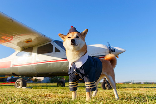 愛犬と海外旅行したい!めいっぱい楽しむために「事前準備&注意点」を理解しよう