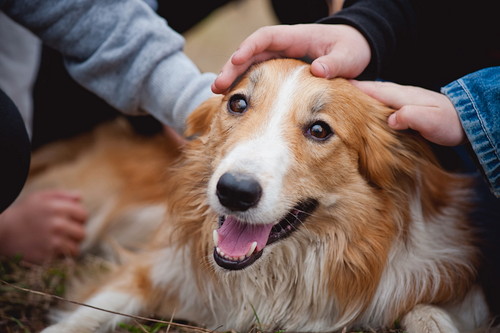 犬の「おしり歩き」が気になる!その理由と考えられる疾患について