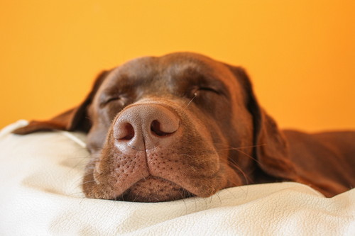 かわいい寝顔に癒やされる!「犬を飼っていてよかったと思う瞬間」5選