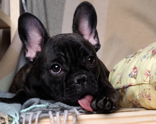 当たり前だけど実は知らない!? 犬がペロペロする「舐める」行動の心理について