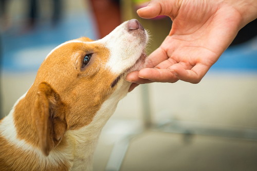 かわいい寝顔に癒やされる!「犬を飼っていてよかったと思う瞬間」5選