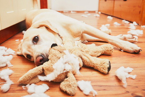 かわいい寝顔に癒やされる!「犬を飼っていてよかったと思う瞬間」5選