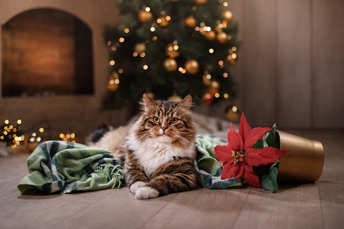 愛猫と心に残るクリスマスを過ごそう!「おすすめ仮装&楽しみ方」大公開