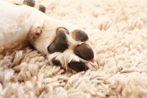 かわいい寝顔に癒やされる!「犬を飼っていてよかったと思う瞬間」5選