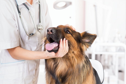 愛犬と海外旅行したい!めいっぱい楽しむために「事前準備&注意点」を理解しよう