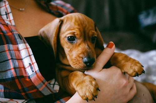 当たり前だけど実は知らない!? 犬がペロペロする「舐める」行動の心理について