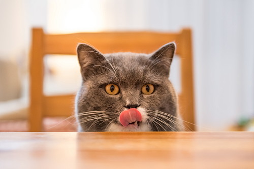 本当に安心なものが知りたい!愛猫に食べさせたい「おすすめの猫缶」4選