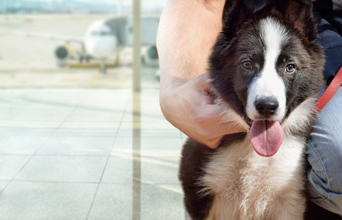 愛犬と海外旅行したい!めいっぱい楽しむために「事前準備&注意点」を理解しよう