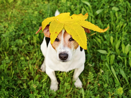 原因はひとつじゃない!? 犬の「くしゃみ」基礎知識&疑うべき病気