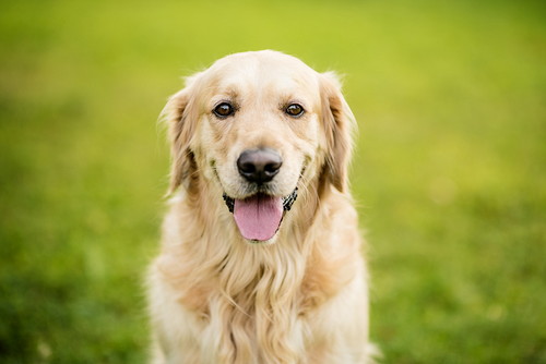 楽しい思い出をたくさん作ろう!「子どもと犬」一緒に仲良く暮らす方法