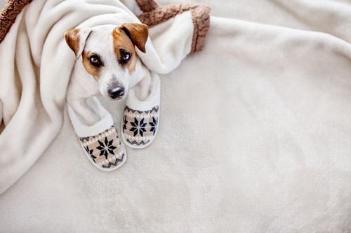 かわいい寝顔に癒やされる!「犬を飼っていてよかったと思う瞬間」5選