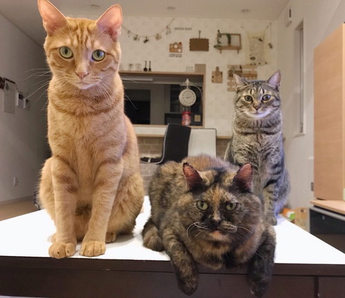 こんなにも大好きでごめんね!「猫に申し訳ないと思った瞬間」5選