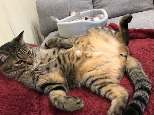 こんなにも大好きでごめんね!「猫に申し訳ないと思った瞬間」5選