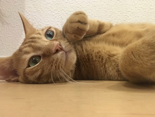 こんなにも大好きでごめんね!「猫に申し訳ないと思った瞬間」5選