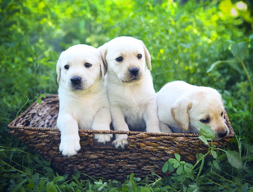 愛犬が「お母さん」になるには?行動の変化や適切なケアについて