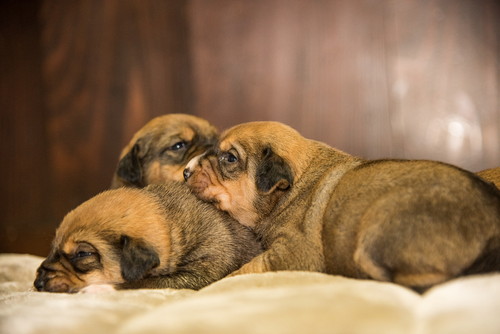 愛犬が「お母さん」になるには?行動の変化や適切なケアについて