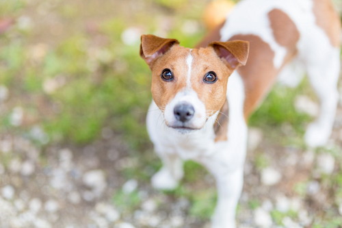 愛犬が「お母さん」になるには?行動の変化や適切なケアについて