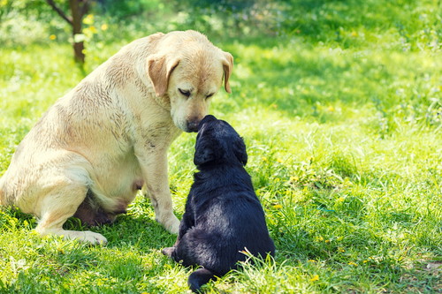 愛犬が「お母さん」になるには?行動の変化や適切なケアについて