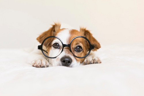 犬の「生理」いつ始まるの?知っておきたい基礎知識&対処法