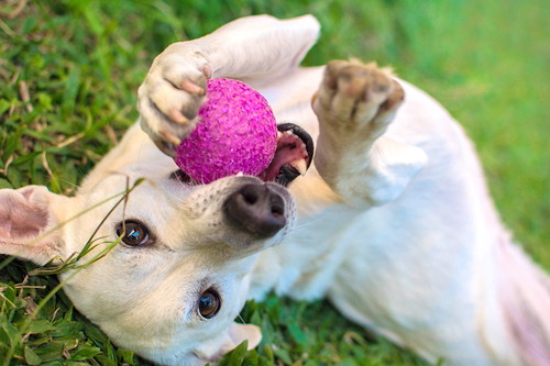 犬の「生理」いつ始まるの?知っておきたい基礎知識&対処法