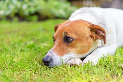 犬の「生理」いつ始まるの?知っておきたい基礎知識&対処法