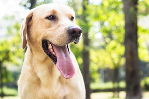 犬の「生理」いつ始まるの?知っておきたい基礎知識&対処法