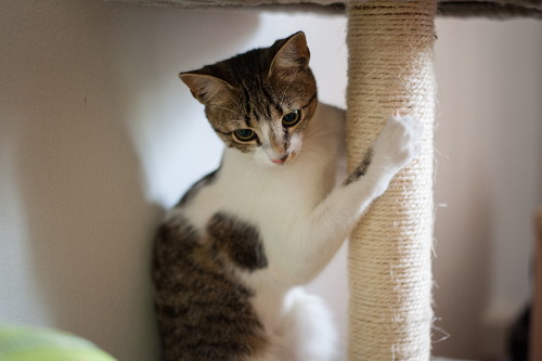 猫も「ストレス」を感じる!? 今からできる原因別の対策法とは