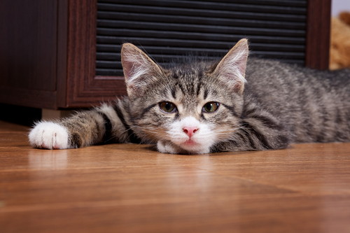 猫も「ストレス」を感じる!? 今からできる原因別の対策法とは