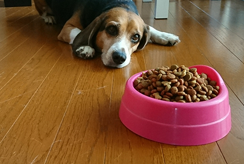 体調が悪そうな犬の写真
