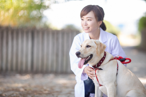 獣医師が犬を見守っている写真