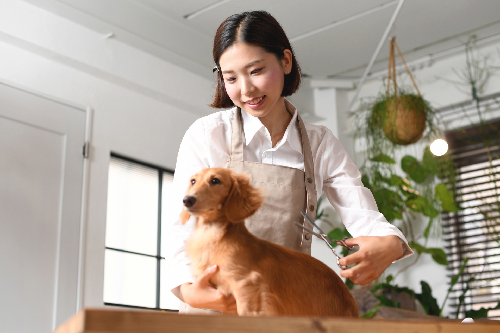 トリミングをしている犬の写真